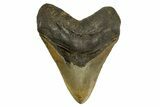 Serrated, Fossil Megalodon Tooth - North Carolina #339280-1